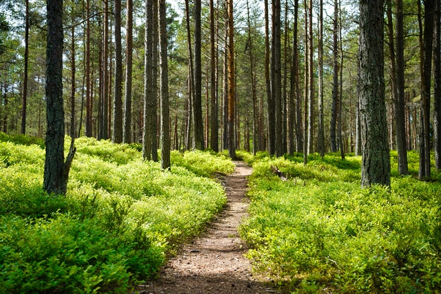 trail through pine forest with green undergrowth